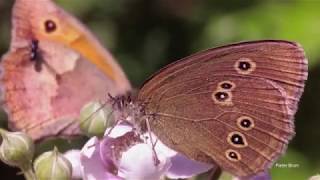 Ringlet (Aphantopus hyperantus), Meadow Brown (Maniola jurtina) and Large White (Pieris brassicae)