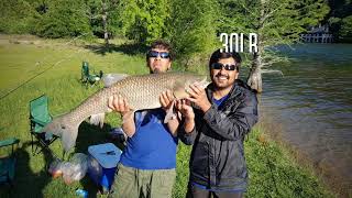 30LB Carp at Emma Long Park Austin