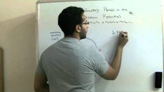 Refractory Periods in the Action Potential (Physiology 2nd Year) - AbdulRahman Ismaiel