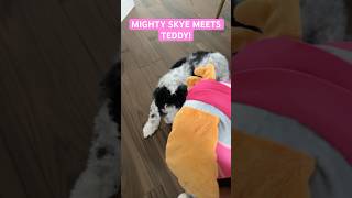 MIGHTY SKYE MEETS TEDDY! #shorts #shihtzu #cockapoo #pawpatrol #dogs