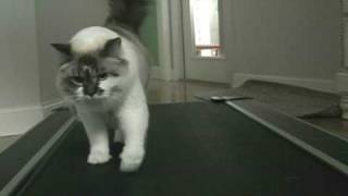 Cat on Treadmill Cute Kitty workout