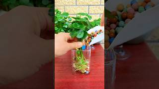 How to growing flower in cup color so beautiful so fresh #shortvideo #plants #flowers