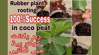 Grow rubber plant in coco pead|100%success |rubber plant grow from a leaf cutting