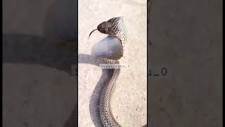 Spectacle cobra  #trending #korba #chhattisgarh #sagar_sahu_0 #shorts #snake #youtubeshorts #new ￼