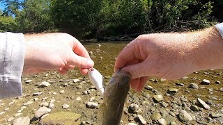 Whopper Plopper 75 Is All These Smallmouth Wanted