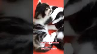 Awww cute cats playing #shorts #youtubeshorts #trending #tiktok #compilation #viral #status #2021