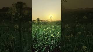 गांव#village #india#village #blog #farming#beuty #shorts #nature