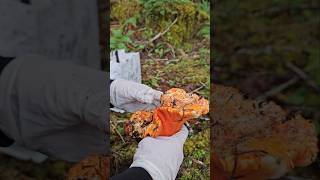 Finding this special Gem (Lobster mushroom) #shortvideo #tasty #yummyfood #pnw #fyp #reels #tiktok