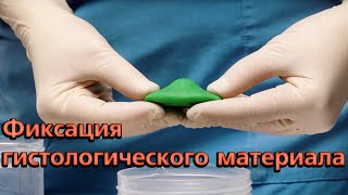 Фиксация гистологического материала