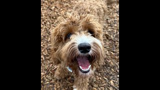 Biggie | Doodle Mix | Best Trained Dogs of OR | Portland OffLeash K9 Training