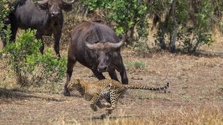 leopard Hunting wild Buffalo Watar drinks