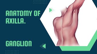 Axilla || intro, boundaries,contents|| anatomy || upper limb