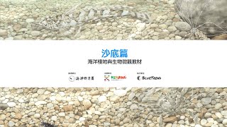 沙底篇｜海洋棲地與生物微觀教材 ft. 海保署、基隆市政府