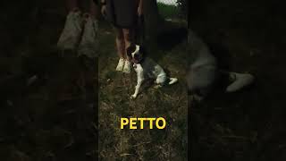 Petto