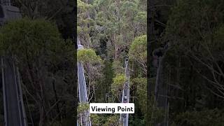 Viewing Point In The Forest