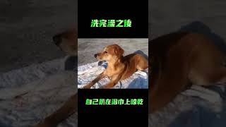 [FB_的這一天]09 換毛也有規矩嗎?...#台灣犬 #台灣米克斯