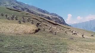 The Bharal /Himalayan blue sheep / Naur is a caprid found in the high Himalayas of India, Nepal, Bhu