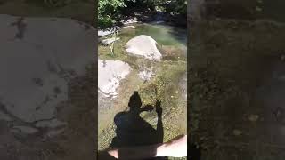 Attacco & combattimento TROTA fario selvatica in TORRENTE #youtube #shorts #youtubeshorts #viral