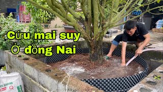 Cứu cây mai trên 80 hoành,của anh Duy Tân ở Nhơn Trạch đồng Nai