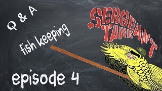 Sergeant Tank Pets: So You Want To Be A Fish Keeper? (Episode 4)