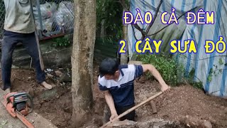 Đào Cả Đêm 2 Cây Sưa Đỏ Sợ Bị Chủ Nhà Đánh Tháo - Cây Vanh Hơn 70 Lõi 13 Chất Lõi Đẹp