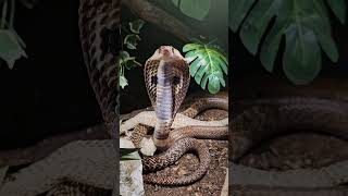 MY PET COBRA