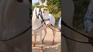 Bmw ते महंगा तो #horse #viral #tranding #shortsfeed #viral #shorts