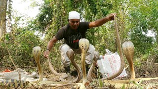 ऐसा खतरनाक मंजर कम ही देखने को मिलता है,वीडियो देख रोमते खड़े होजाएगेMultiple venomous snakes release