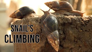 SNAIL'S CLIMBING