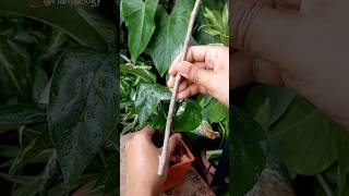 Repotting A Epipremnum Pinnatum Cutting from Water to Soil & Growing Indoors