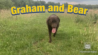 Chocolate Labrador Bear cooling down in fox field