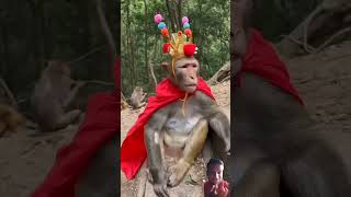 सब कबड्डी खेलने आया 😁 😂 #funny #short #realfools #mrchopravines #monkeycomedyvideo #short #comedy