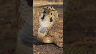 Você conhece o animal mais venenoso do mundo?! #shorts #animal #cobra #animaismarinhos