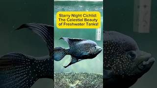 Starry Night Cichlid: The Celestial Beauty of Freshwater Tanks! AquaVerse #starrynight #shorts