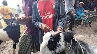 Pasar kambing terbesar di pulau lombok