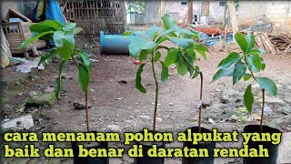 cara menanam pohon alpukat yang baik dan benar di daratan rendah