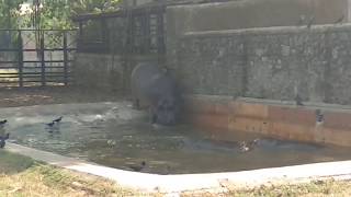 Hippo fight for his share of space