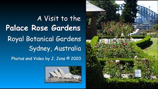 A Visit to the Palace Rose Garden, Royal Botanical Gardens, Sydney, Australia.