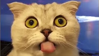 Funniest TikToks About Cats 😹 [Funny Pets]