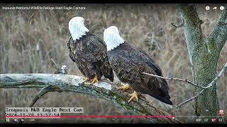 INWR- Eagles up close and ID tips