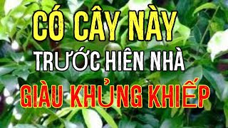 #36 GIÀU LÊN NHANH CHÓNG Nhờ Biết Trồng Loại Cây Này Trước Hiên Nhà