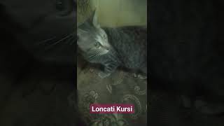 #Kucing#Loncati Kursi