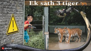 Ek sath 3 Sher🦁 AAGYE😧||Animal forest||#forest #leapord #vlog