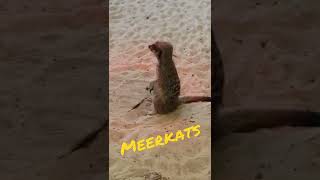 MEERKATS