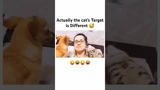 Cat's target is different 😂😂 #funny #shorts #ytshorts #cat