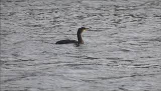 Shag on Stoke Lake, Guildford. 29-11-1918.