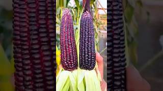 purple corn in full bloom 💜 #farming #countrysideliving