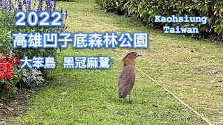 2022-2-18 森林公園的都市遊俠，黑冠麻鷺