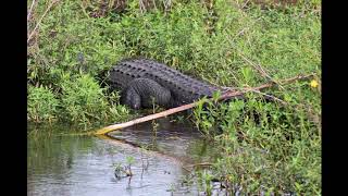 Lake Apopka Wildlife Drive