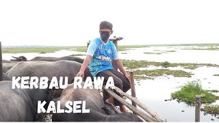 Kerbau Rawa (Hadangan) Kal-Sel